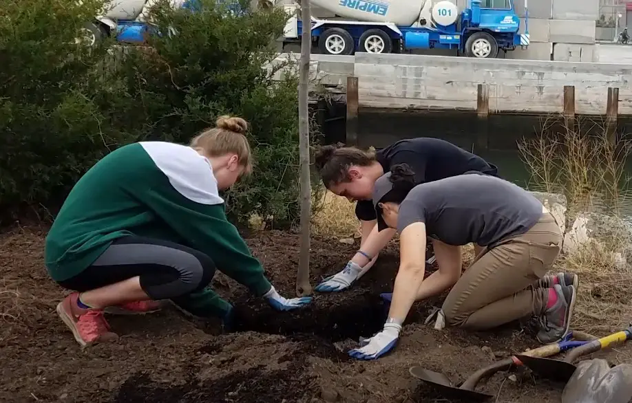 Volunteers carefully plant a new tree, nurturing the urban landscape